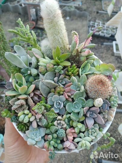 Набор сукулентов