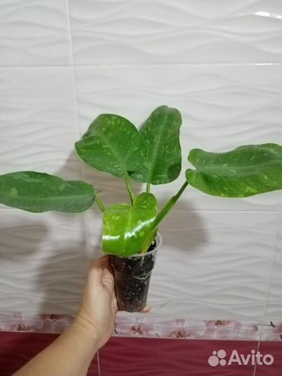 Филодендрон имбе вайт марбл