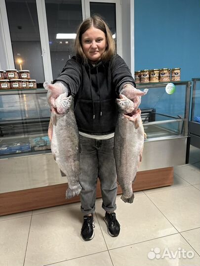 Охлажденная карельская форель