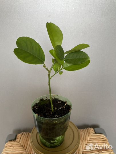 Лимон пордоносящий (комнатные растения, цветы)