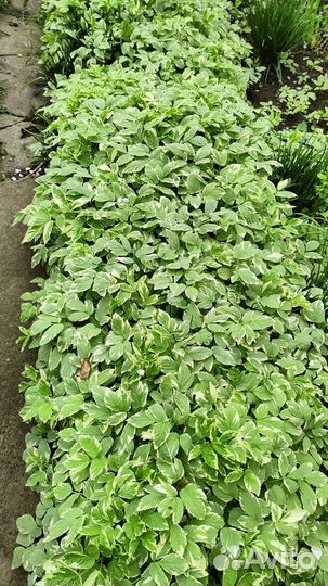 Почвопокровные растения для сада