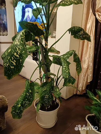 Диффенбахия