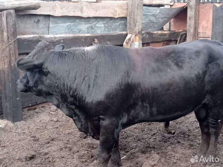 Быки на племя