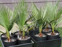 Саженцы пальмы и семена разные бутия трахикарпус