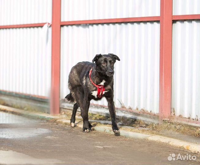 Собака в добрые руки