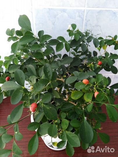 Муррайя метельчатая