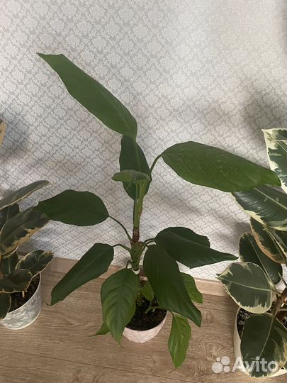 Домашние цветы