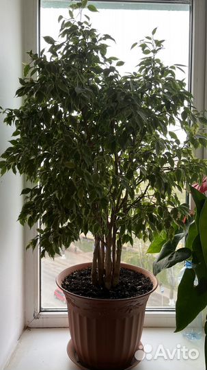 Фикус бенджамина