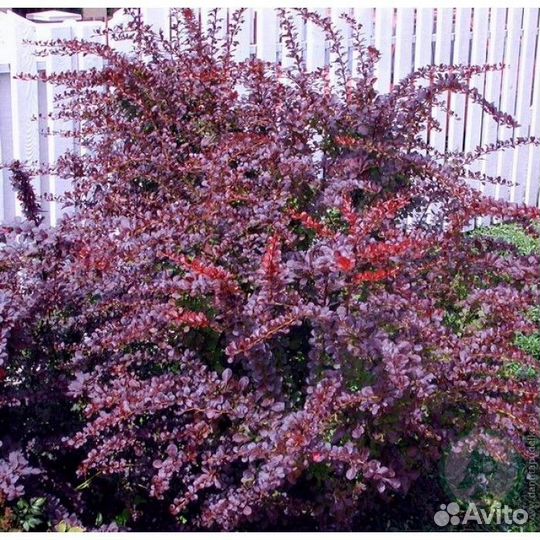 Барбарис суперба