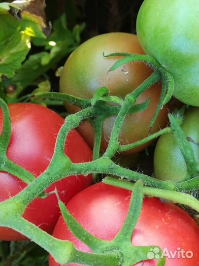 Семена суперурожайного томата О-ля-ля