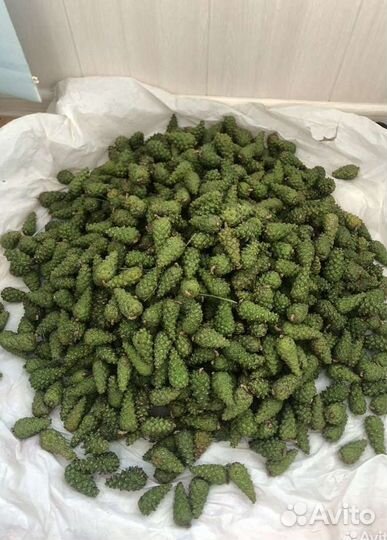 Шишка зеленая сосновая