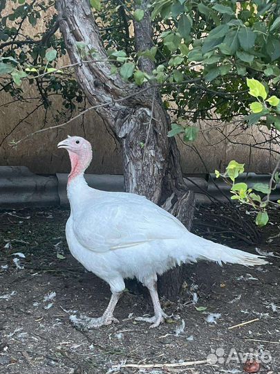 Индюк. Мясо индейки