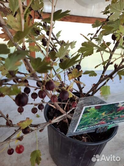 Рассада клубники сенсация,маригет,крапо,машенька