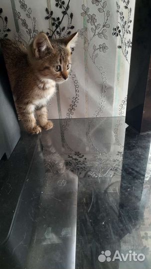 Кошки в добрые руки бесплатно