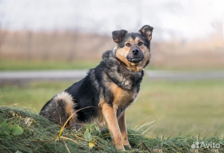 Собака Тельма