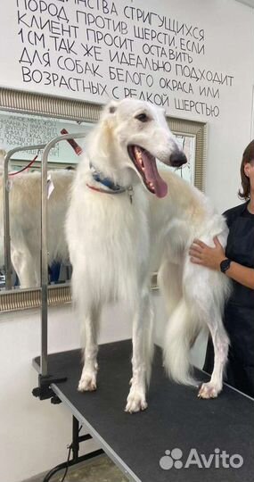 Груминг грумер стрижка собак