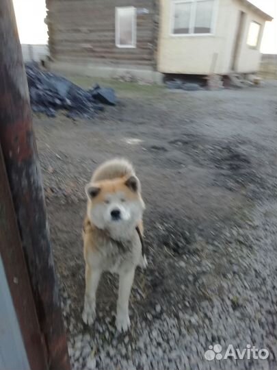 Собака акита ину