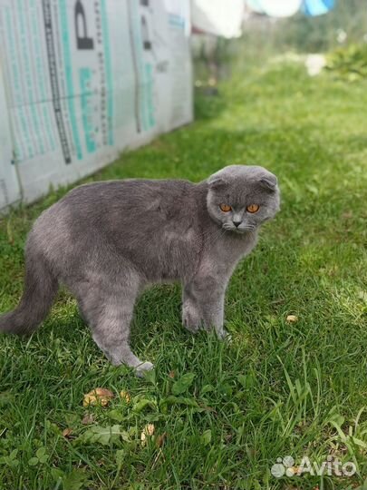 Шотландская вязка