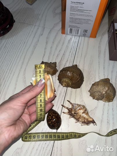 Ракушки набор