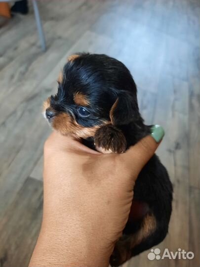 Йоркширский терьер мини щенки бейби фейс