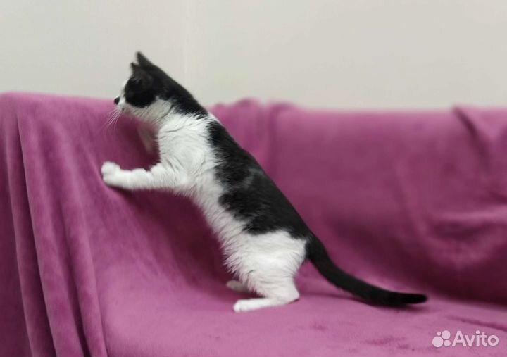 Котик 4 месяца в дар