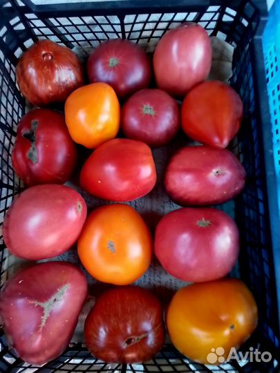 Помидоры свежие домашние