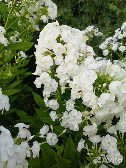 Саженцы флоксов