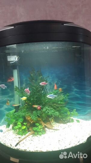 Обслуживание пресноводных аквариумов