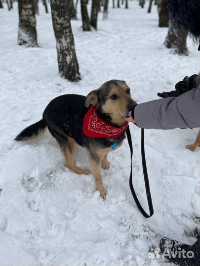 Славный добрый милый парень ищет дом