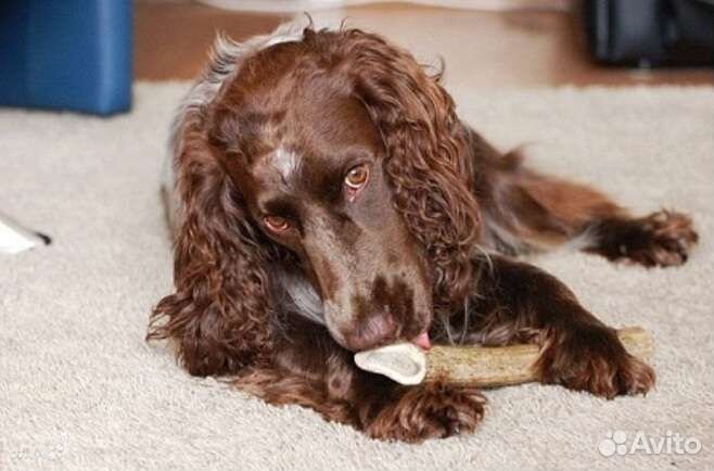 Рога для собак без лака