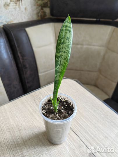 294. Комнатные цветы