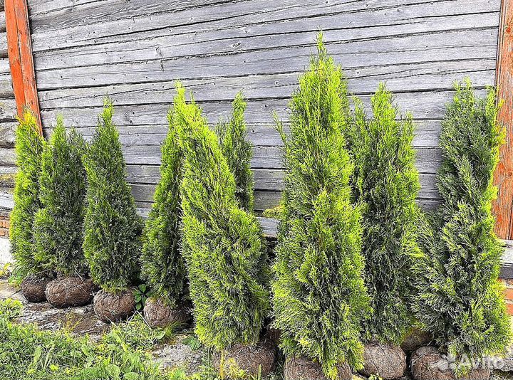 Туи смарагд