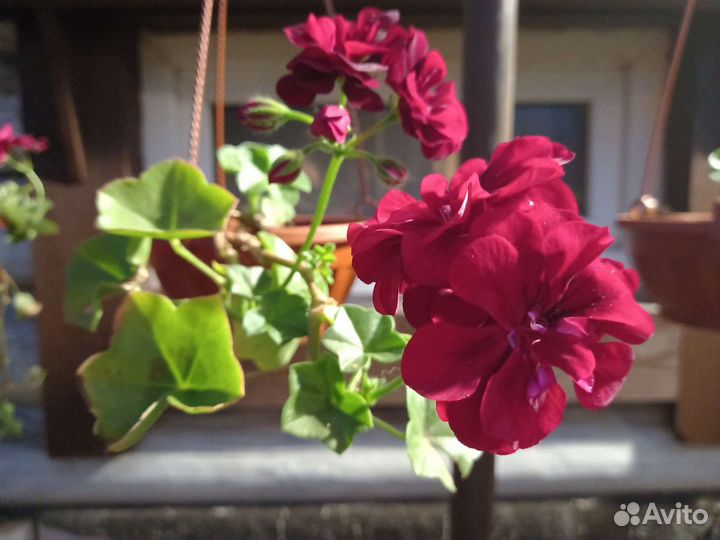 Пеларгония герань ампельная