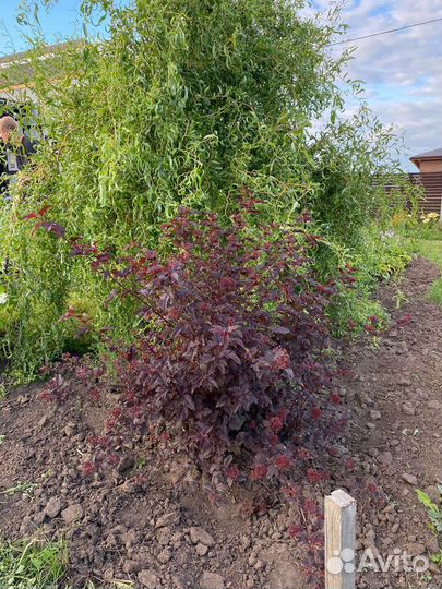 Саженцы пузыреплодника