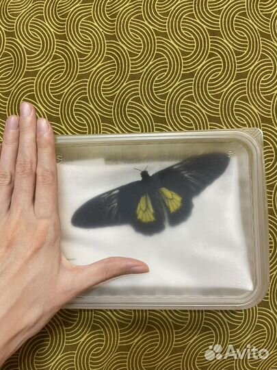 Бабочка для энтомологической коллекции