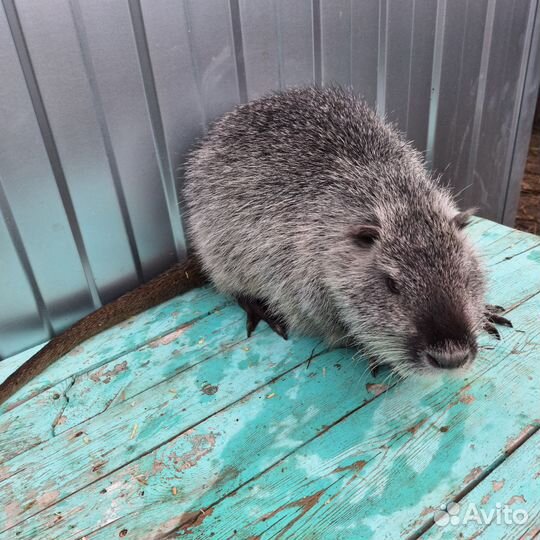 Животные нутрии