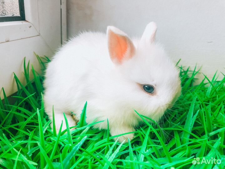 Карликовый кролик - лучший подарок для ребенка