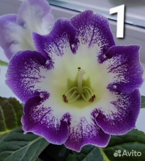 Глоксиния семена