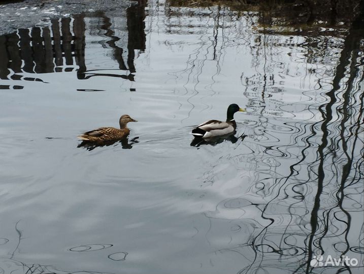 Утка кряква