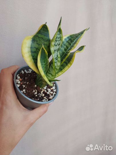 Сансевиерии сортовые