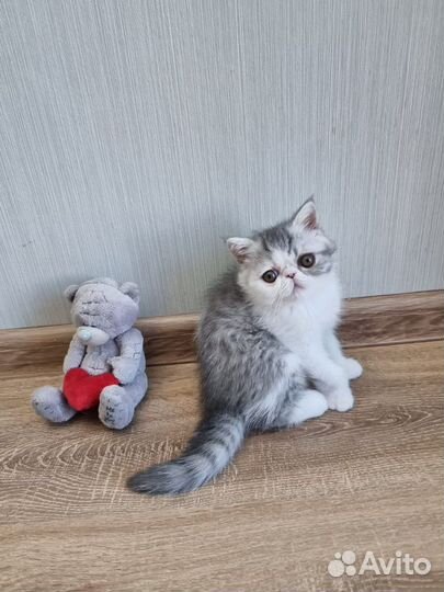 Кошечка-экзот шоу-класса