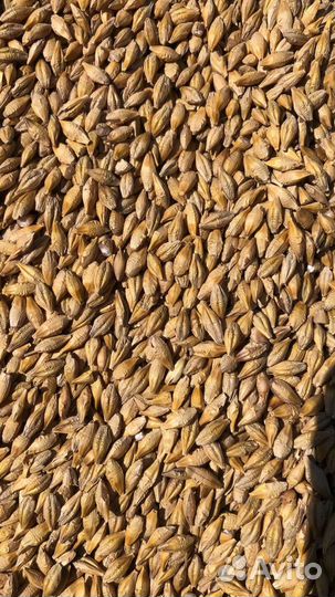 Ячмень, Кукуруза, Пшеница оптом