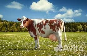 Скотник. Проживание, питание