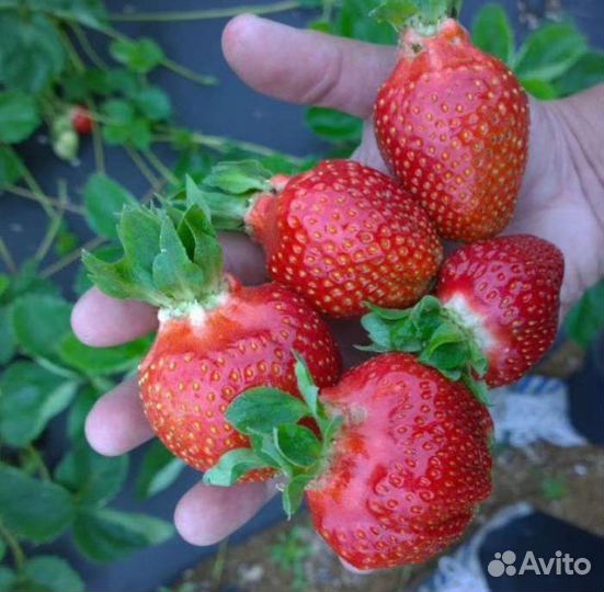 Рассада клубники Азия