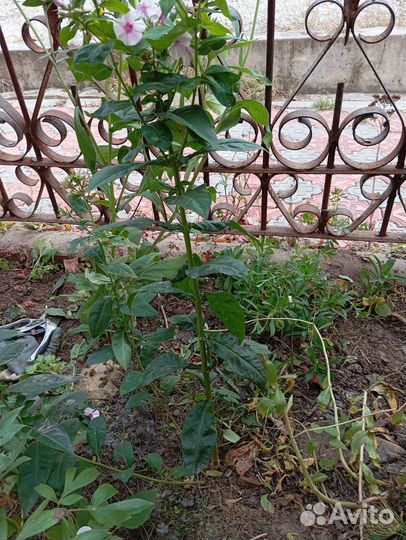 Флокс, астильба, вербейник саженцы