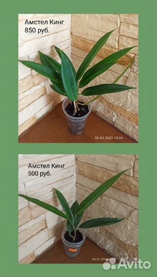 Фикусы (обновление 02.04.24)