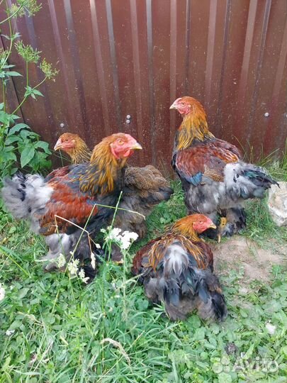 Петух русская хохлатая