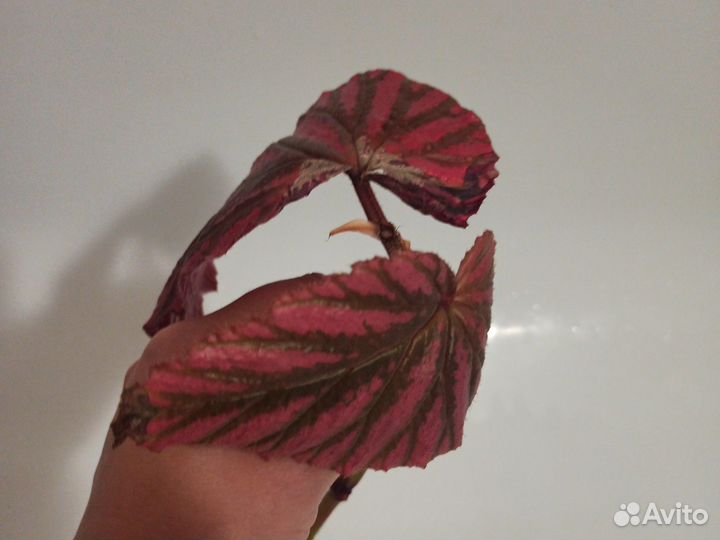 Бегония brevirimosa exotica