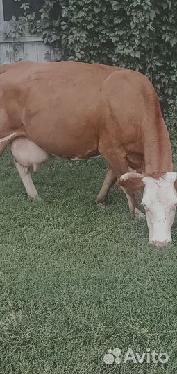 Коровы дойные молочные