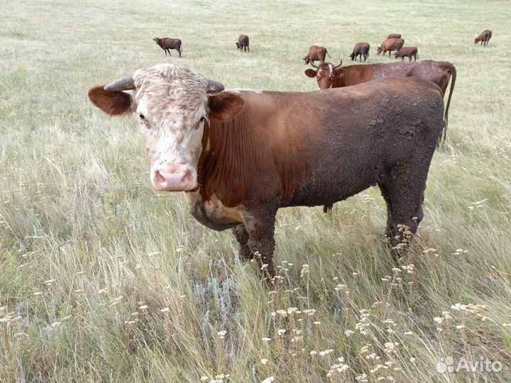 Быки,Коровы,телята